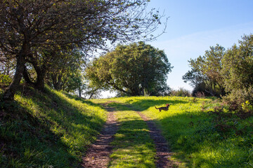 Fototapeta premium Dogs walking on a country path in the spring sunshine with trees in the background