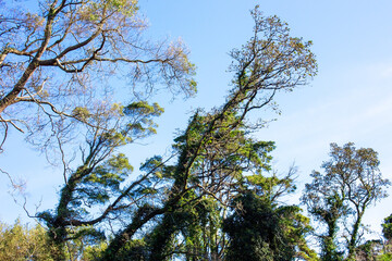 Trees in forest at Chiangmai province, Thailand.