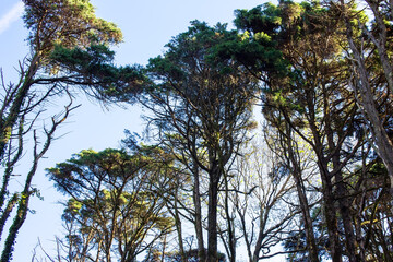 Pine trees in the forest. Photo taken on a sunny day.