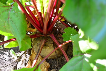 a common beetroot plant with red leaves and a green leaf close up 