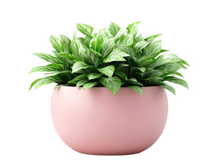 A lush green plant with vibrant leaves, beautifully arranged in a round pink pot on transparent background.