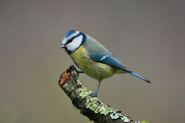 Blaumeise