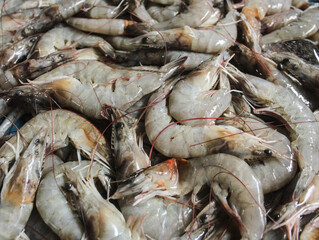 Shrimp. Fresh raw shrimps at the market for sell. Heap of prawns with top view. Shrimp pattern, prawn texture.
