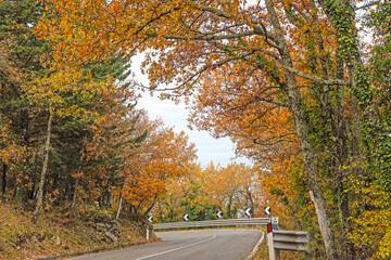 Obraz premium Foresta