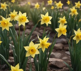 Obraz premium Dainty daffodil stems swaying gently in the breeze, daffodils,