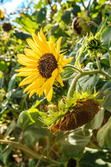 A sunflower is in full bloom, with its petals open and facing the camera