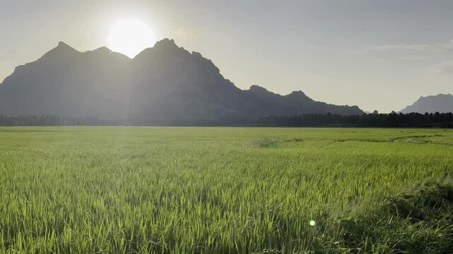 Beautiful landscape featuring a paddy rice field with mountains and a blue sky in Nagercoil, Tamil Nadu, South India.