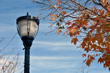 Streetlight and Autumn Leaves