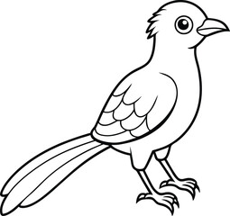 cute asian koel line art silhouette