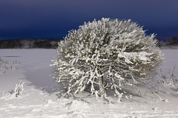 a snow-laden shrub against a backdrop of a frozen, snow-covered landscape