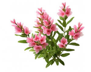 Pink Flowers Bouquet Blooming Azalea Branches, Spring Blossom