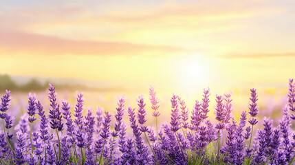 Fototapeta premium Lavender field at sunset with soft light creating serene atmosphere