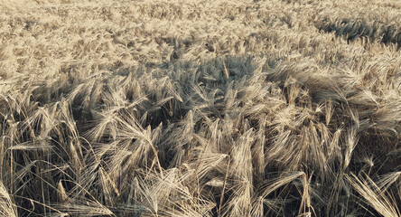 Golden field of barley waving in the wind at sunset