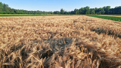 Golden barley field at sunset with mature grain heads swaying in the wind