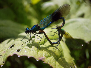 dragonfly on leaf summer