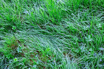 Green grass with dew drops close-up. Natural background.