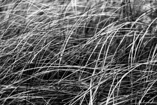 Black and white background of dry grass. Close up of dry grass.