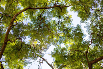 Obraz premium green leaves on blue sky background, nature green leaf on blue sky