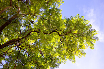 Green leaves of tree on blue sky background.  Nature and environment concept.