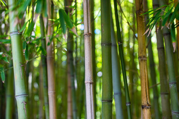 Obraz premium Bamboo forest in the morning light. Shallow depth of field.
