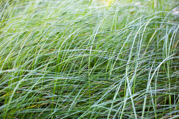 Green grass background. Close up of green grass texture. Natural background.