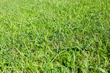 Green grass texture background. Close up of green grass texture. Green grass background.