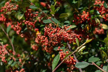Red berries of rowan on a branch in the autumn garden.