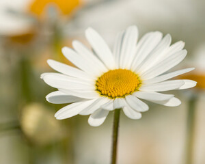 Close-Up of a Daisy Flower &ndash; Bright White Petals and Yellow Center, Capturing the Simple Beauty and Freshness of Nature in Bloom