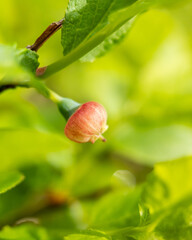 Obraz premium Macro Close-Up of a Blueberry Flower – Delicate White Blooms with Green Leaves in a Natural Spring Setting, Capturing the Beauty of Nature