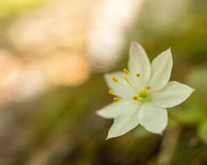Obraz premium Close-Up of Wood Anemone Flower – Delicate White Petals and Bright Yellow Center, Set Against a Fresh Woodland Background, Capturing the Beauty of Spring