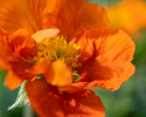 Close-Up of Orange Avens Flower &ndash; Vibrant Orange Petals and Intricate Details, Showcasing the Beauty and Rich Color of This Woodland Bloom