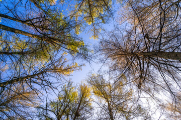 Sunlight Filtering Through Trees in a Forest – Peaceful Scene with Dappled Light Creating a Serene and Natural Atmosphere