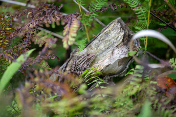 Fototapeta premium A northern leopard frog pretending to be a ninja in the wilderness.