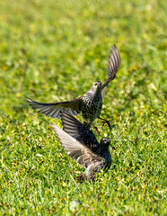 Obraz premium A pair of starlings having a territory battle.