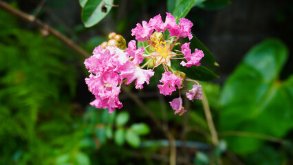 Fototapeta premium Elegant Pink Flowers Blooming Against a Lush Green Background
