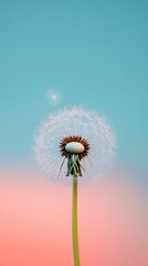 Obraz premium Delicate Dandelion Seed Head Against a Soft Gradient Background, Capturing the Beauty of Nature in Subtle Tones of Blue and Pink in a Serene Outdoor Setting
