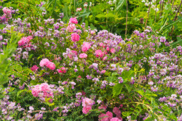 Fototapeta premium blurred wildflower nature background