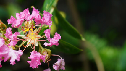 Fototapeta premium Close-Up of a Bee Pollinating Pink Crepe Myrtle Flower in Garden