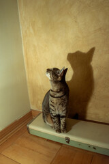 Domestic cat and lamp sitting. Lamp makes a shadow. Vintage house interior.