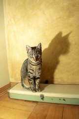 Domestic cat and lamp sitting. Lamp makes a shadow. Vintage house interior.
