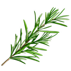 Fototapeta premium Rosemary 