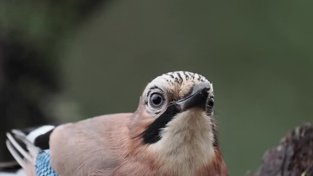 Eichelh&auml;her (Garrulus glandarius)