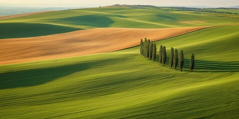 Obraz premium A wide aerial shot of gently rolling fields, divided by natural lines of tall, slender trees, under the warm golden light of a late summer afternoon