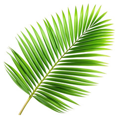 Obraz premium palm leaf isolated on white