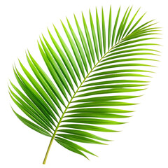 Obraz premium palm leaf isolated on white