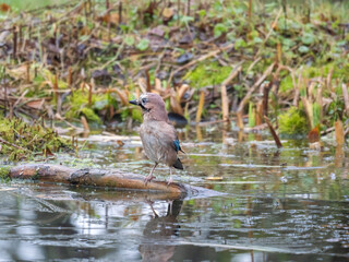 Fototapeta premium Eichelhäher (Garrulus glandarius)