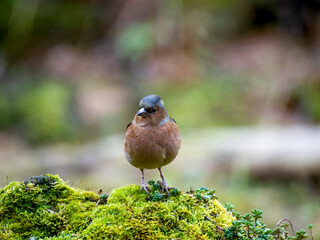 Buchfink (Fringilla coelebs)