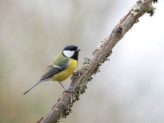 Kohlmeise (Parus major)