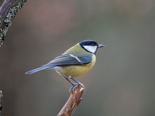 Fototapeta premium Kohlmeise (Parus major)
