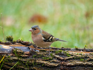 Buchfink (Fringilla coelebs)